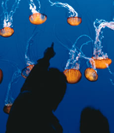 Visit the aquarium on a break from the Annual Meeting